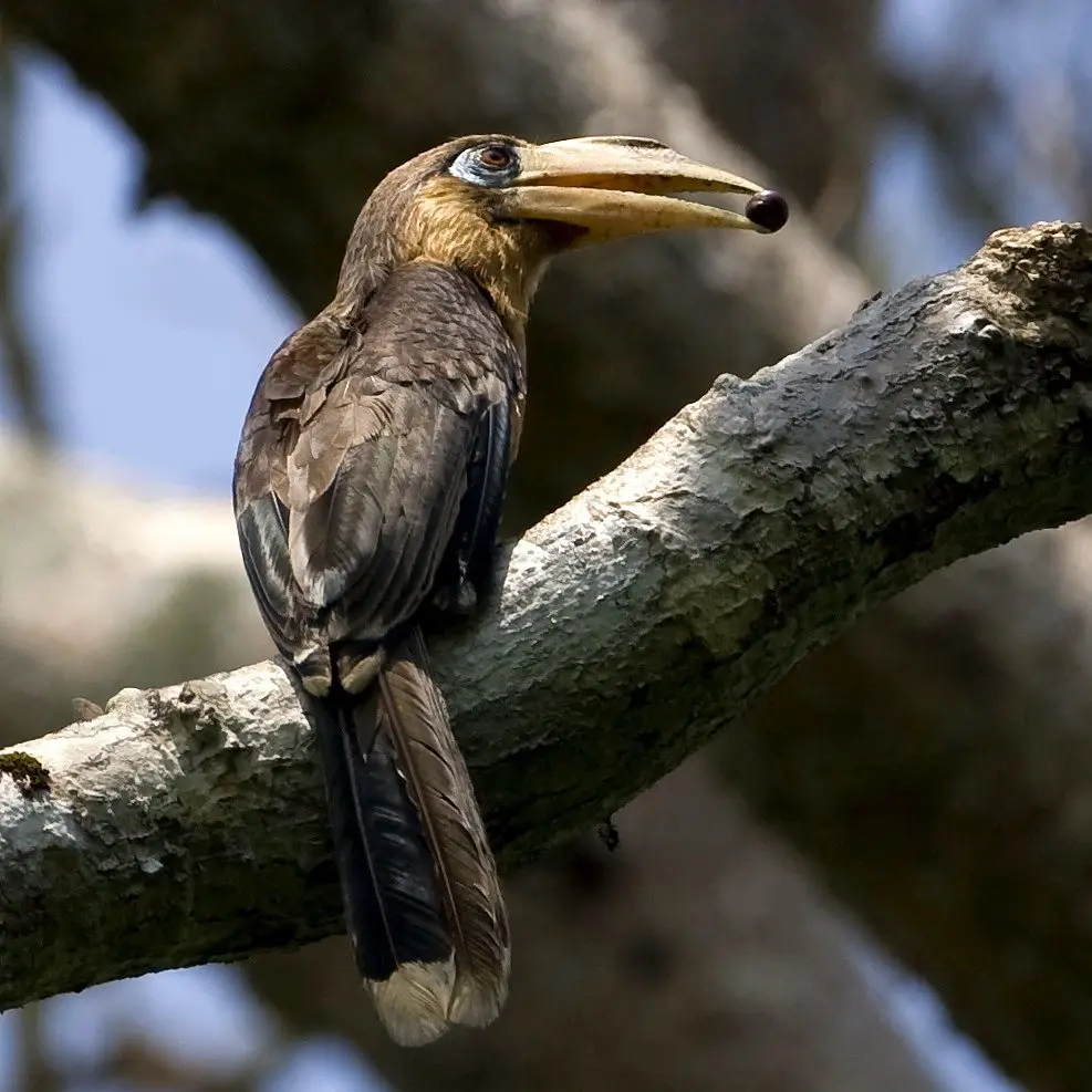 锈颊犀鸟(Anorrhinus tickelli)