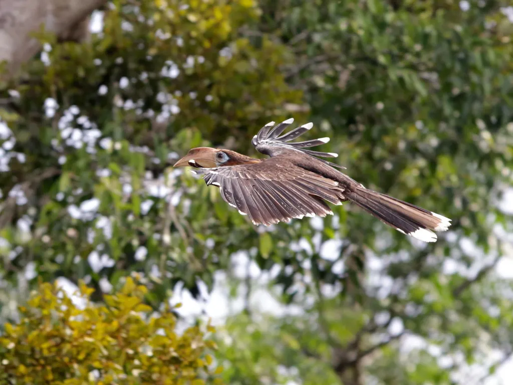 锈颊犀鸟(Anorrhinus tickelli)