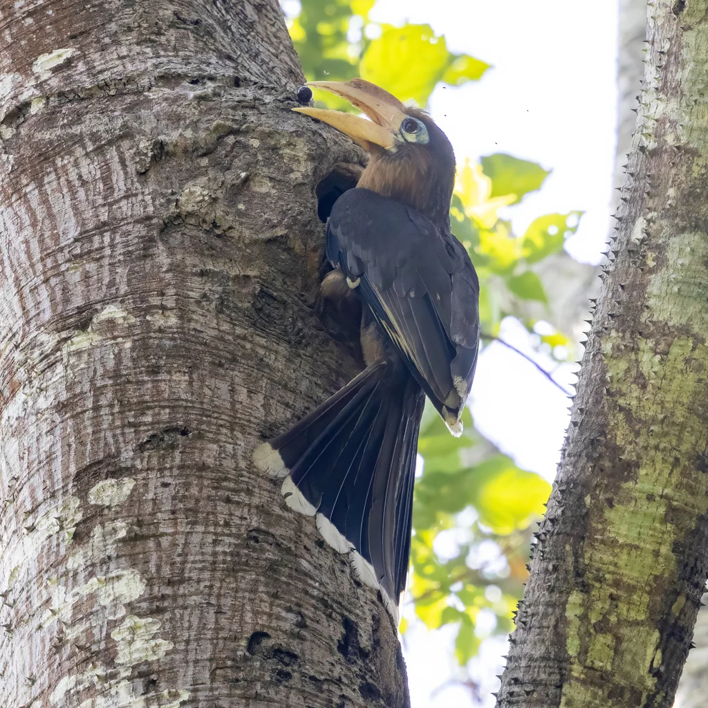 锈颊犀鸟(Anorrhinus tickelli)