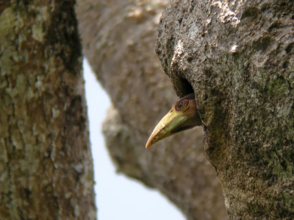 锈颊犀鸟(Anorrhinus tickelli)