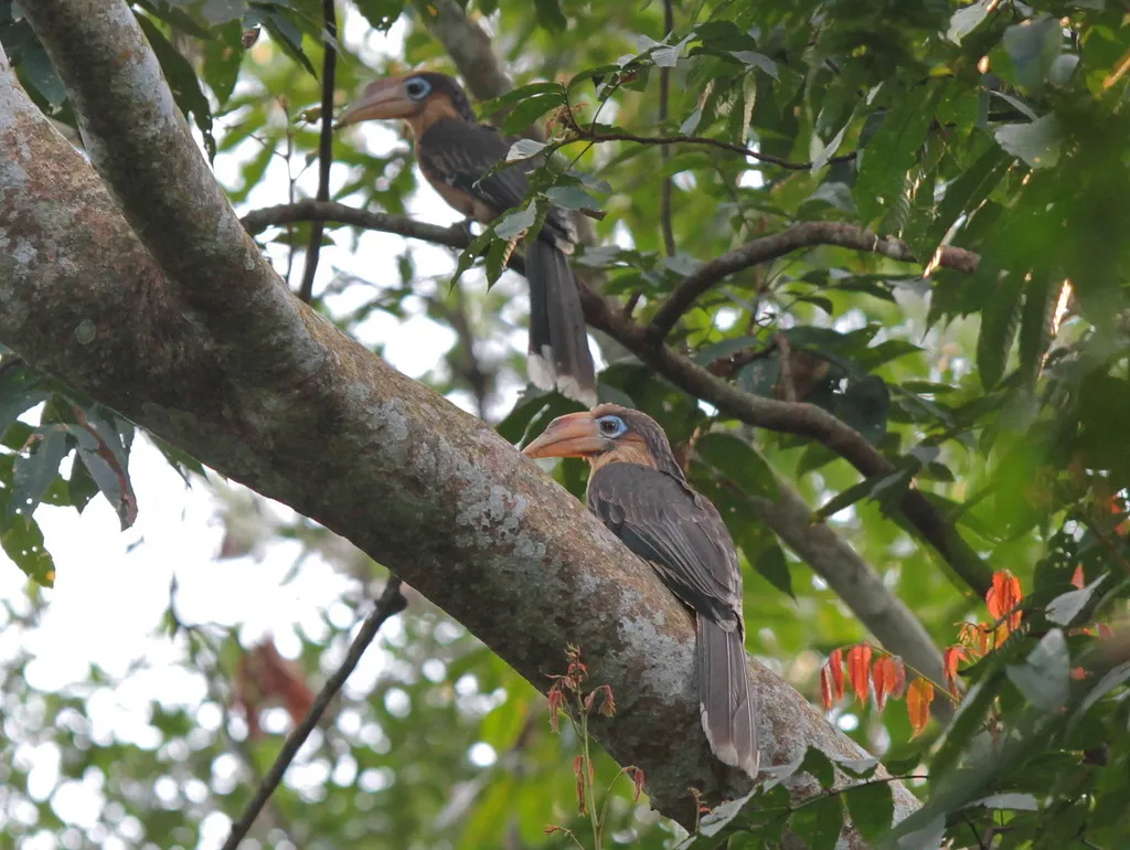 锈颊犀鸟(Anorrhinus tickelli)