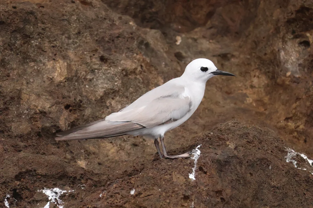 灰燕鸥(Anous albivitta)
