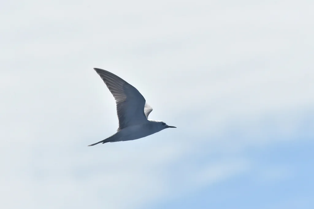 灰燕鸥(Anous albivitta)