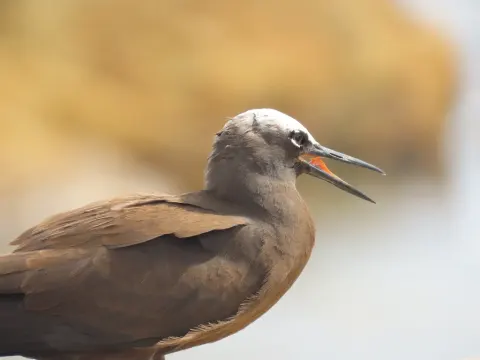 玄燕鸥