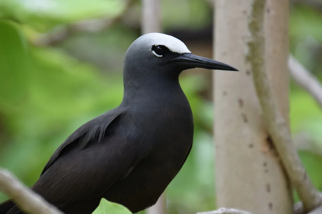 玄燕鸥(Anous minutus)