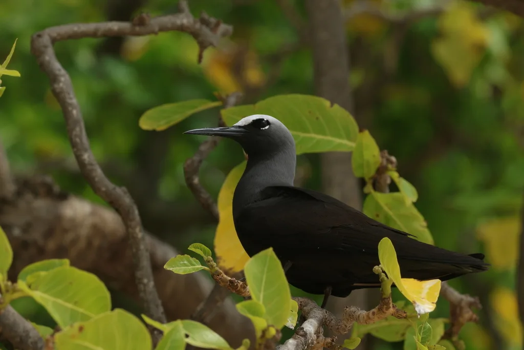 玄燕鸥(Anous minutus)