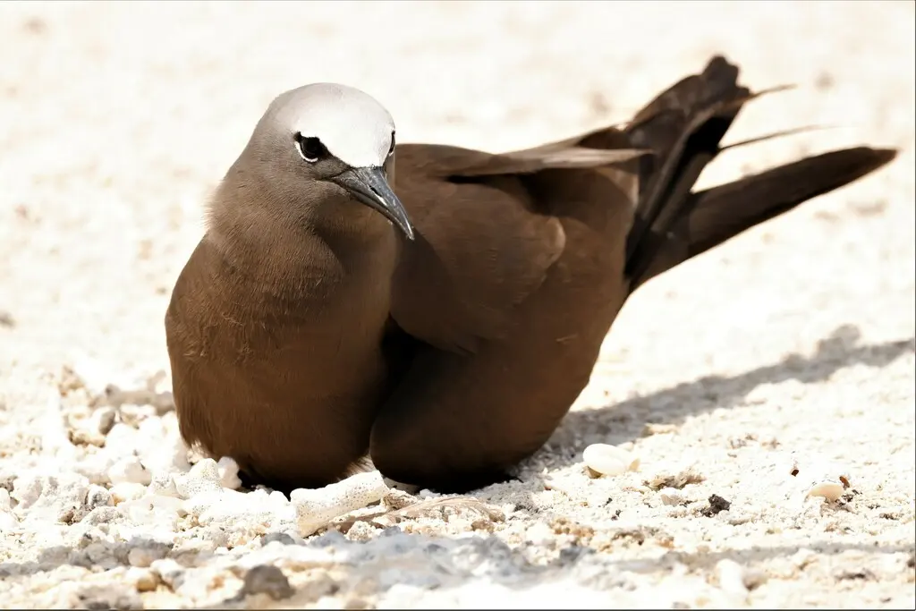白顶玄燕鸥(Anous stolidus)