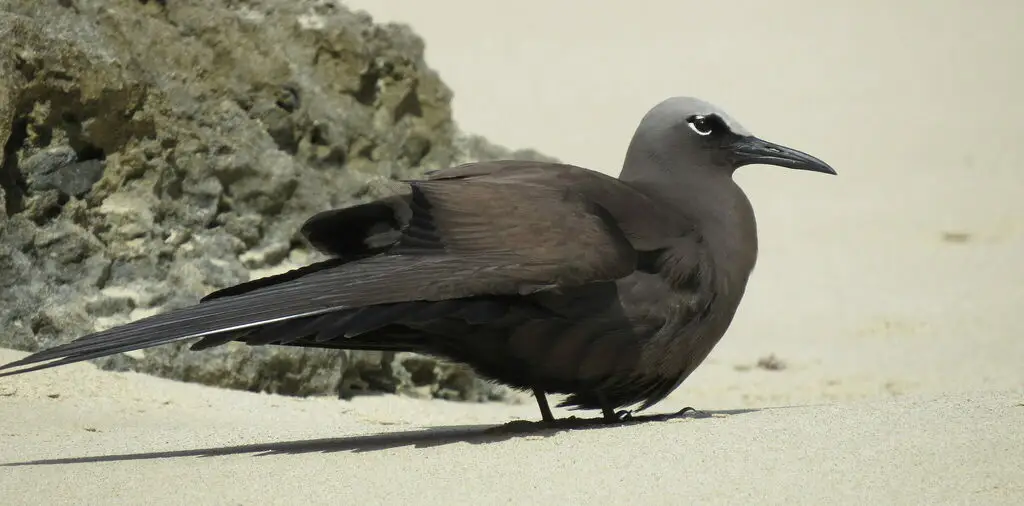 白顶玄燕鸥(Anous stolidus)