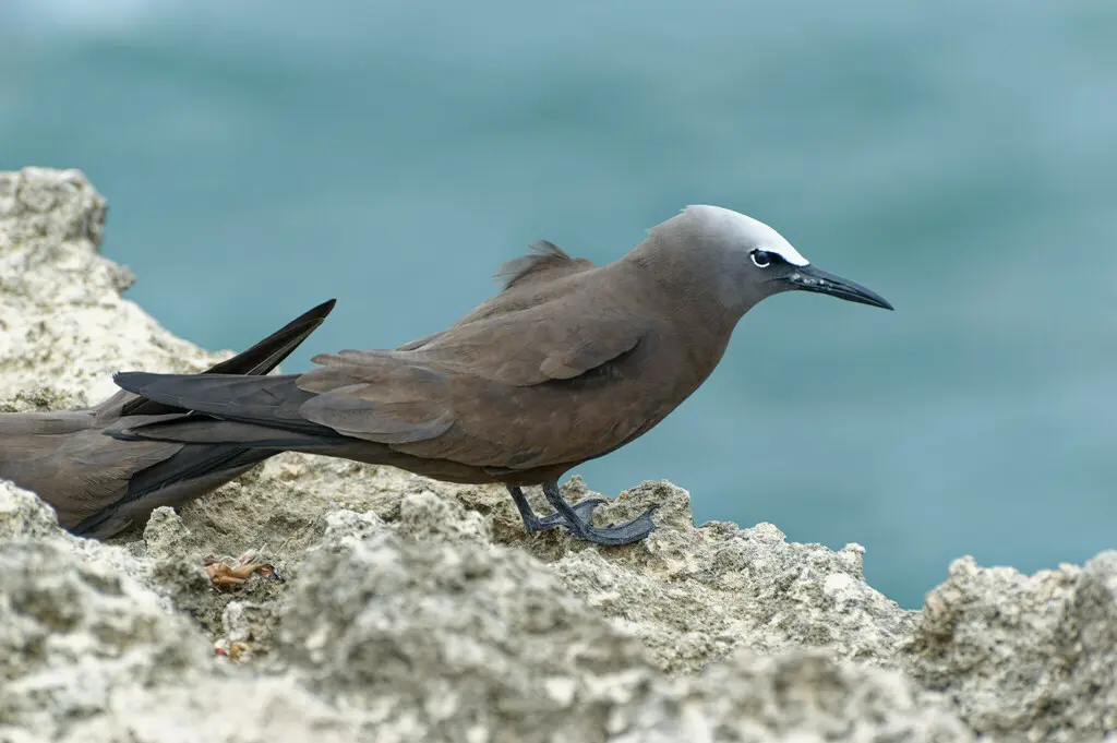 白顶玄燕鸥(Anous stolidus)