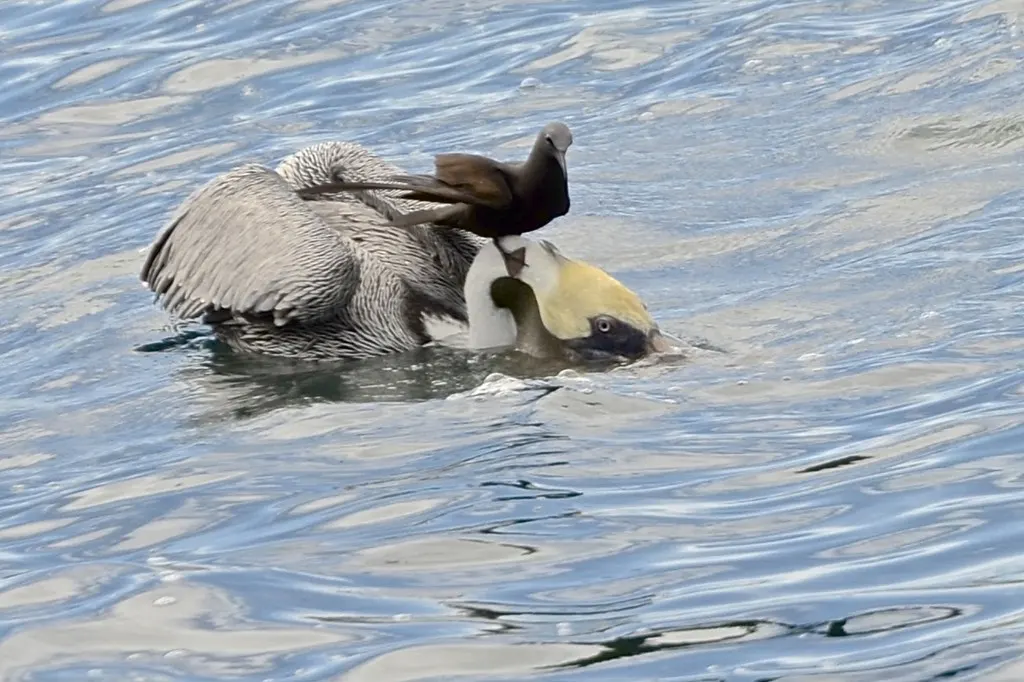 白顶玄燕鸥(Anous stolidus)