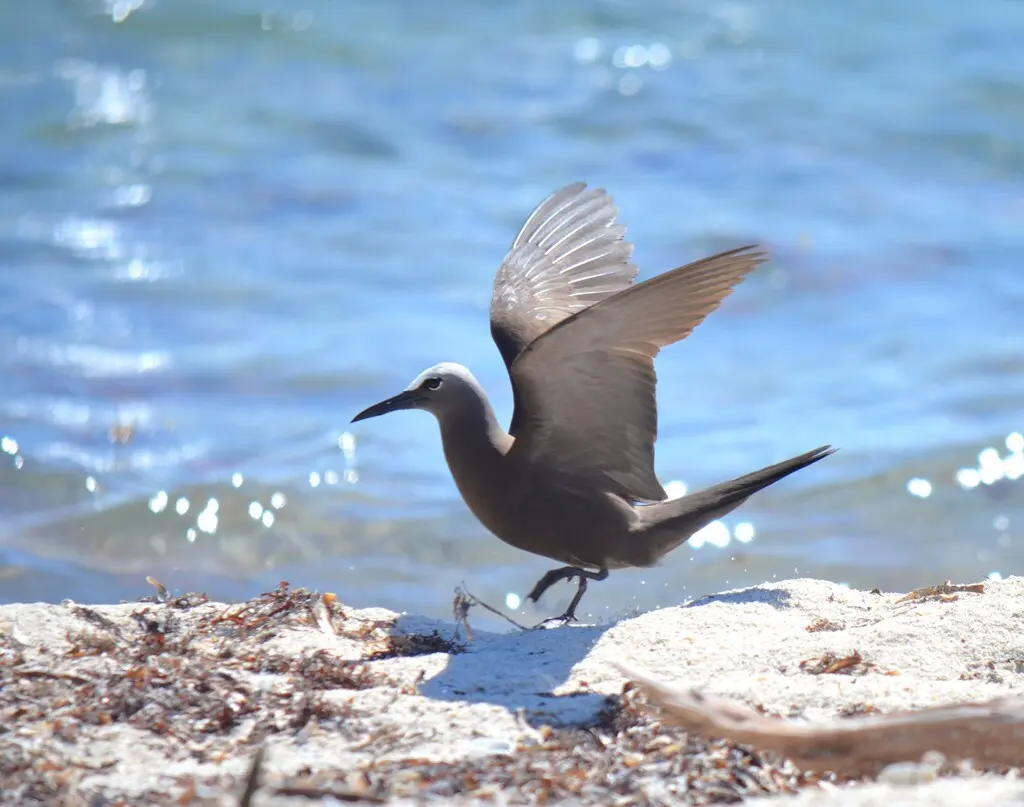 白顶玄燕鸥(Anous stolidus)