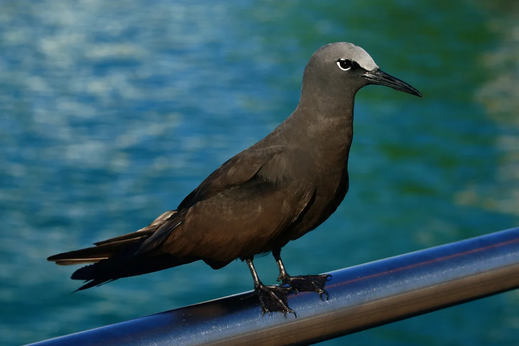 白顶玄燕鸥(Anous stolidus)