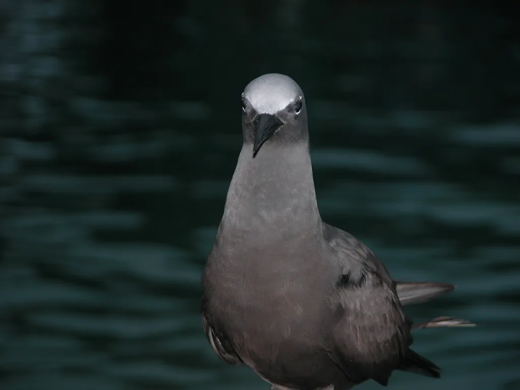 白顶玄燕鸥(Anous stolidus)