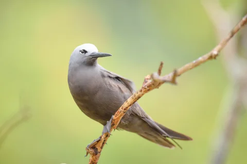 小玄燕鸥