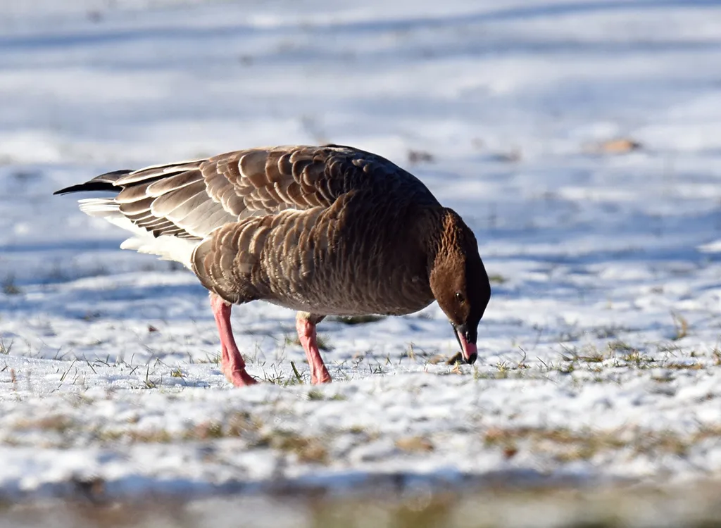 粉脚雁(Anser brachyrhynchus)