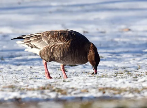粉脚雁