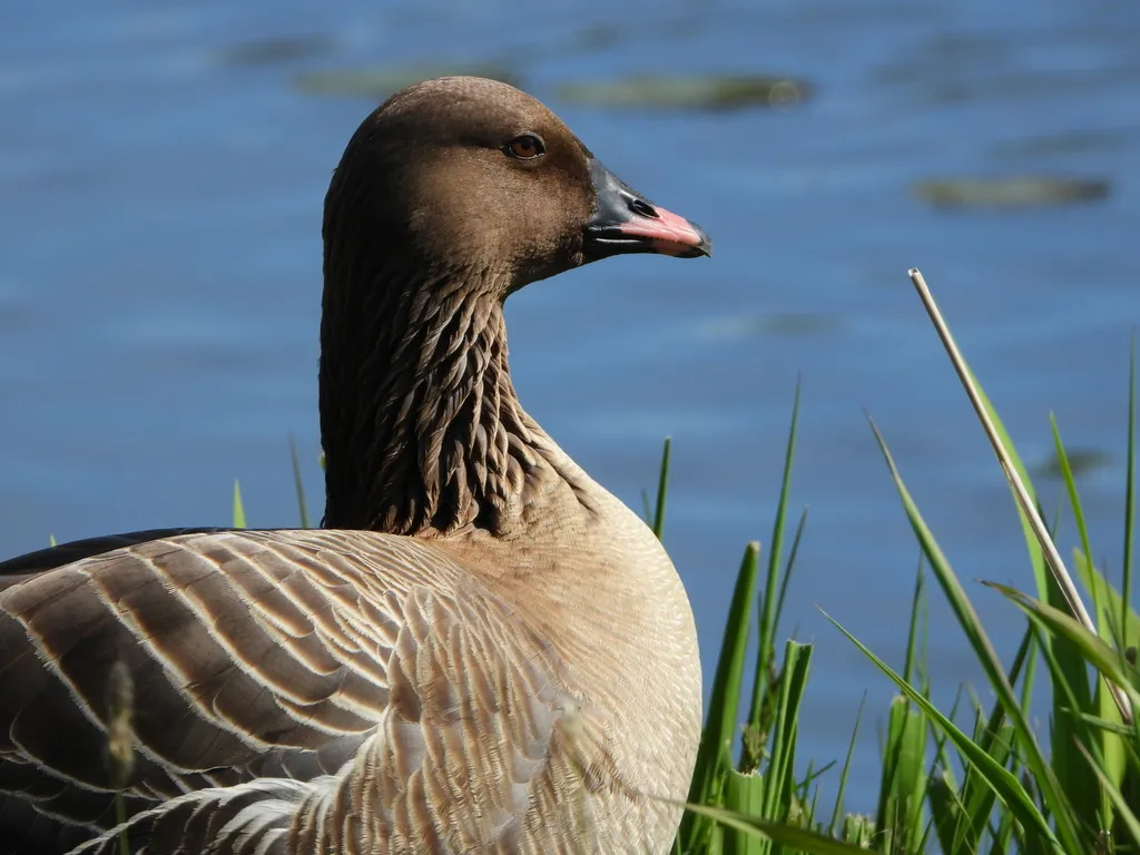 粉脚雁(Anser brachyrhynchus)