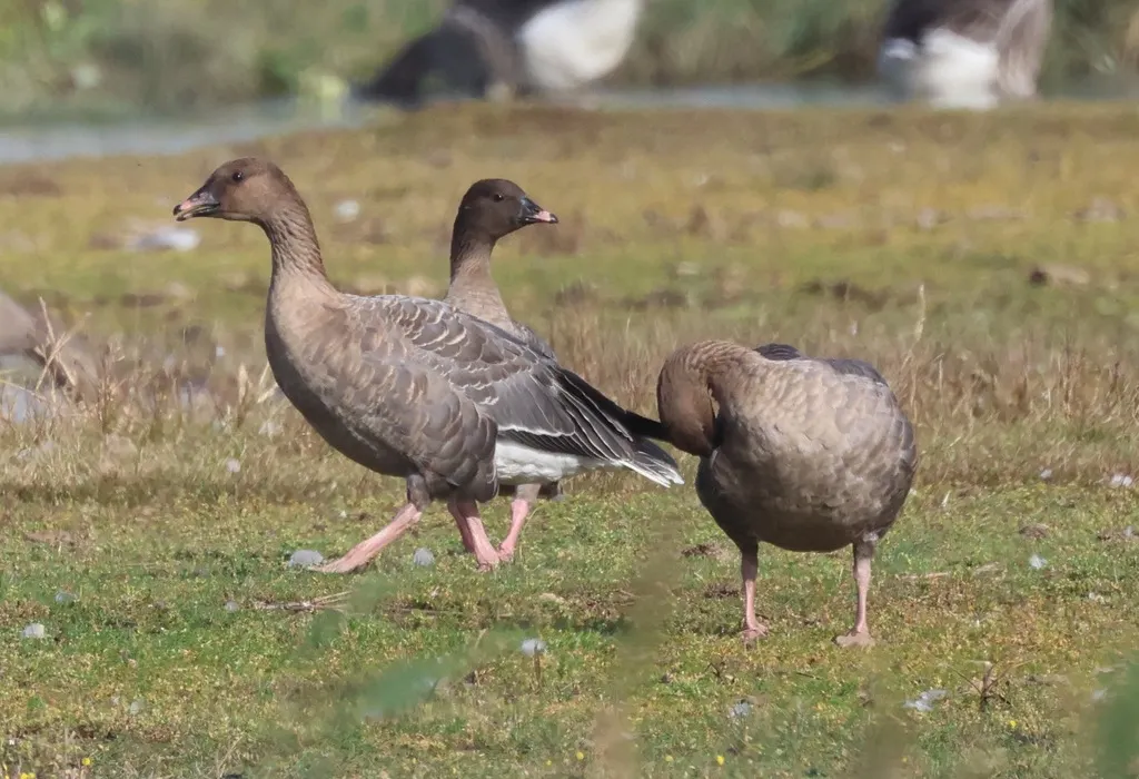 粉脚雁(Anser brachyrhynchus)