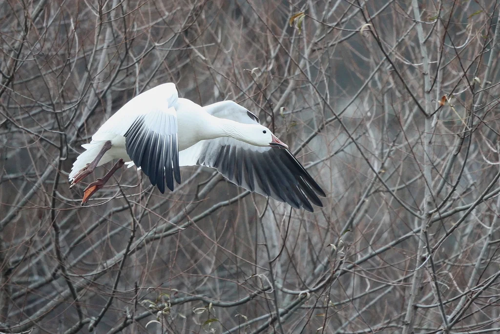 雪雁（Anser caerulescens）