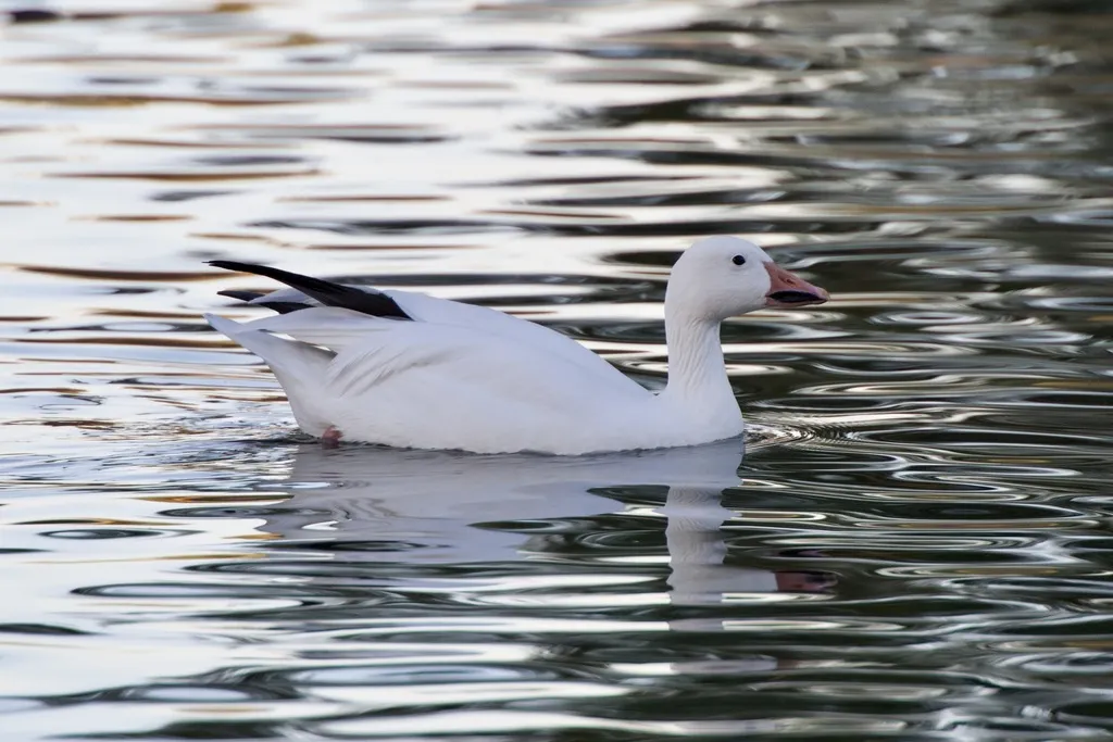 雪雁（Anser caerulescens）