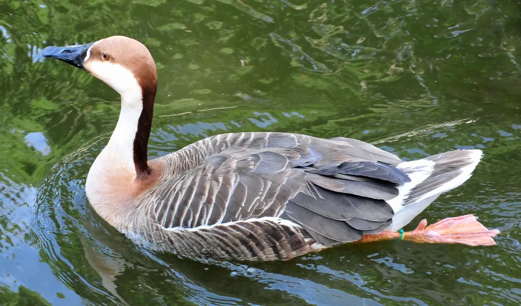 鸿雁(Anser cygnoides)