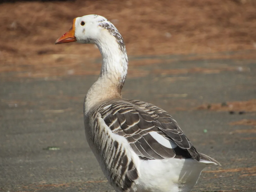 鸿雁(Anser cygnoides)