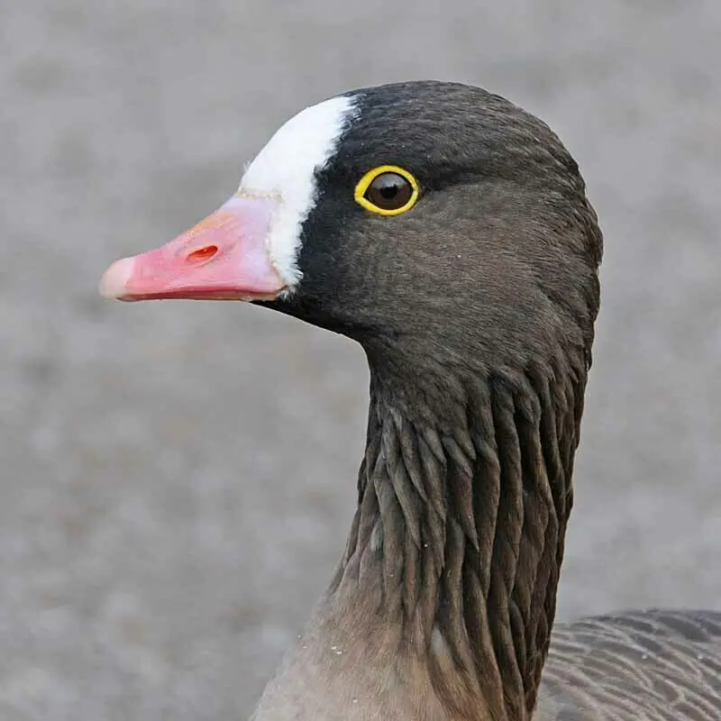 小白额雁(Anser erythropus)