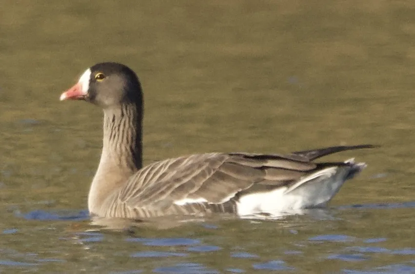小白额雁(Anser erythropus)