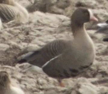 小白额雁(Anser erythropus)