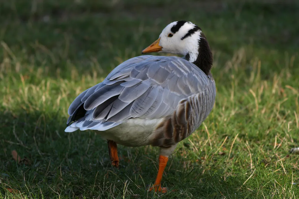 斑头雁（Anser indicus）