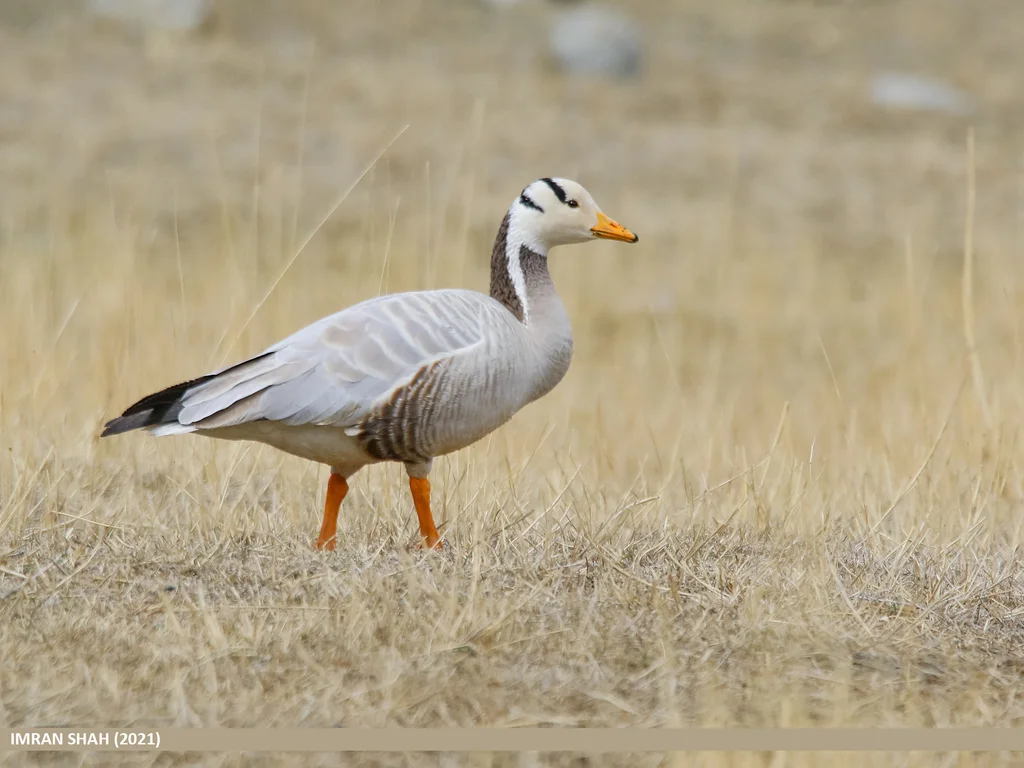 斑头雁（Anser indicus）