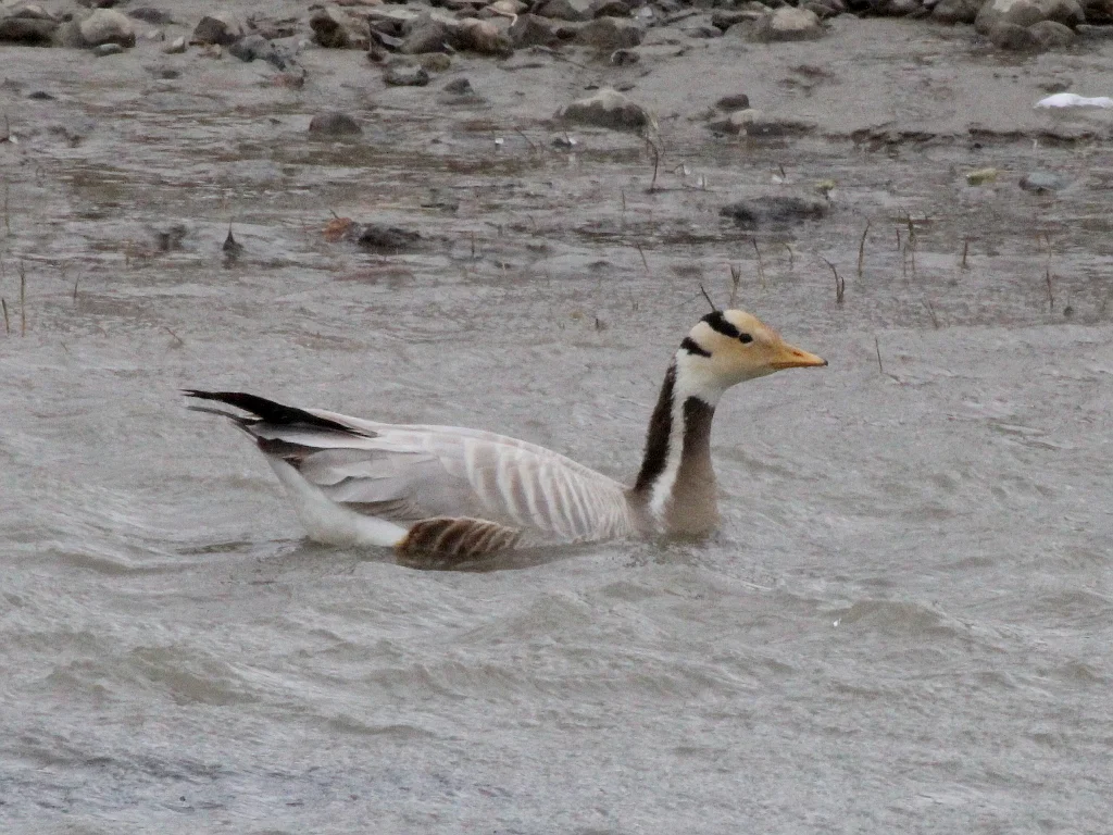 斑头雁（Anser indicus）