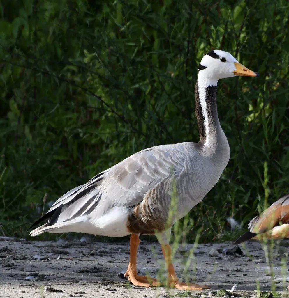 斑头雁（Anser indicus）