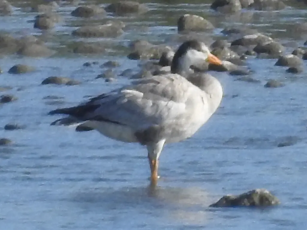 斑头雁（Anser indicus）