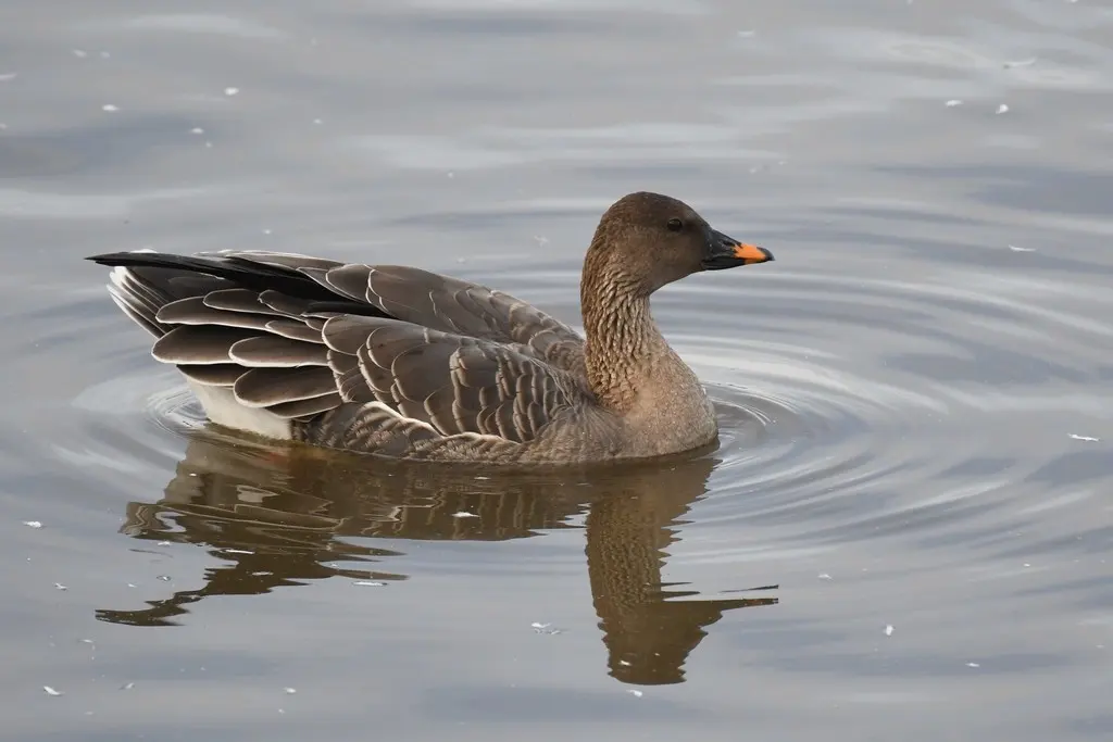 短嘴豆雁(Anser serrirostris)