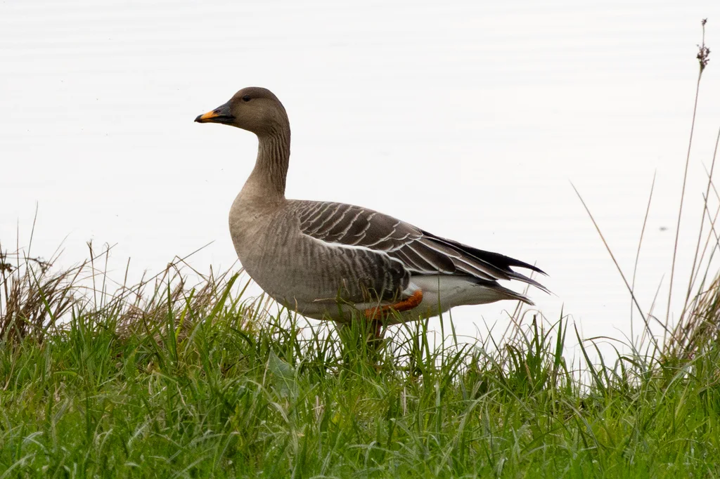 短嘴豆雁(Anser serrirostris)