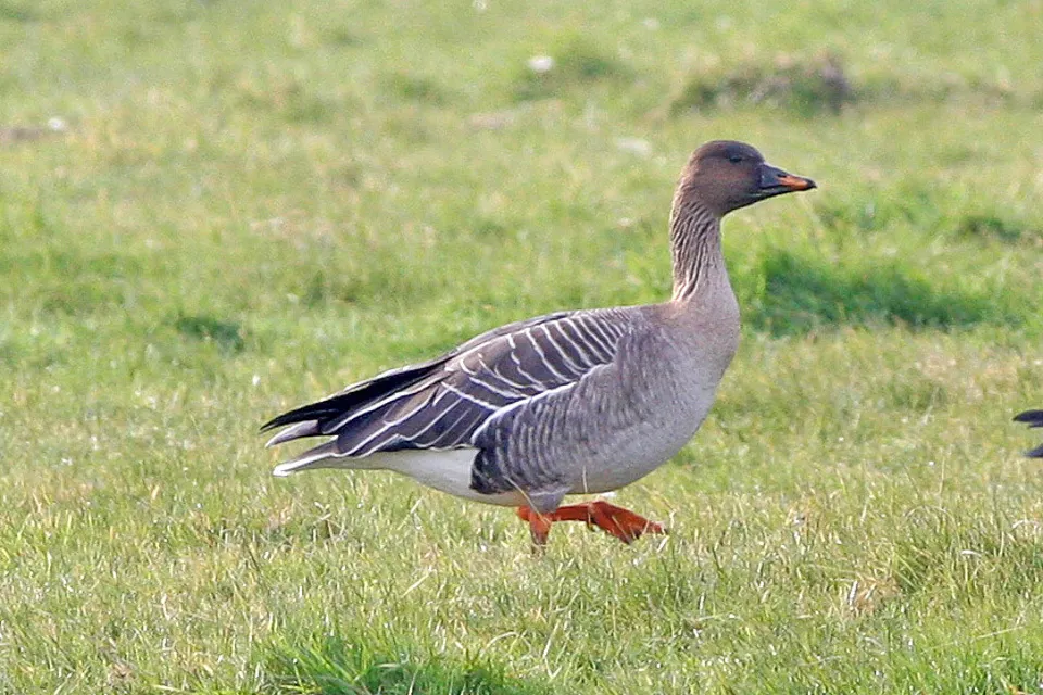 短嘴豆雁(Anser serrirostris)