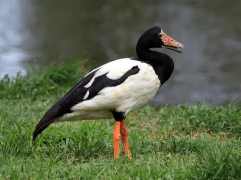鹊雁