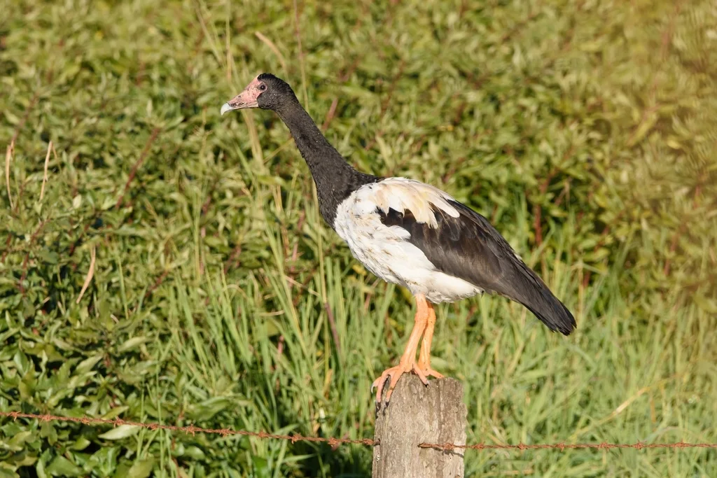 鹊雁(Anseranas semipalmata)