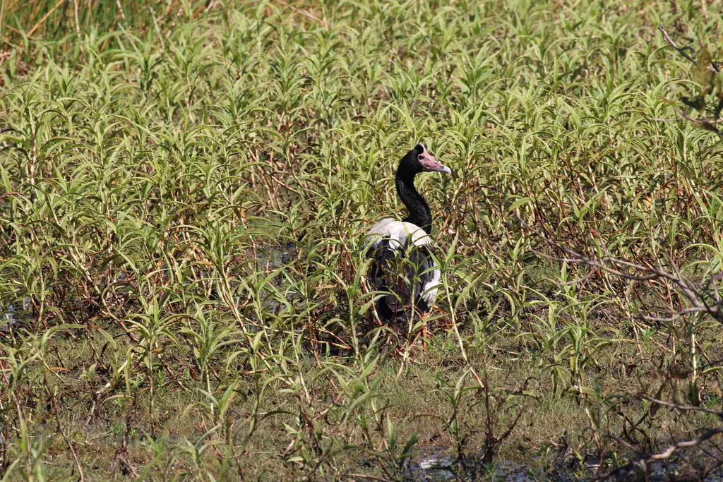 鹊雁(Anseranas semipalmata)