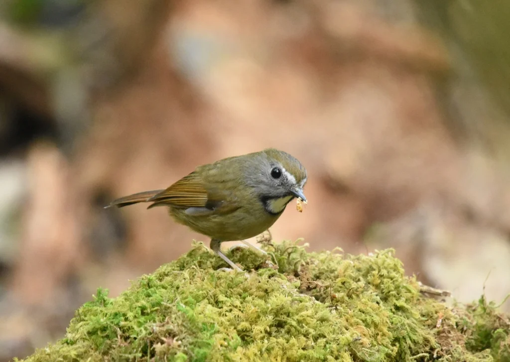 白喉姬鹟(Anthipes monileger)