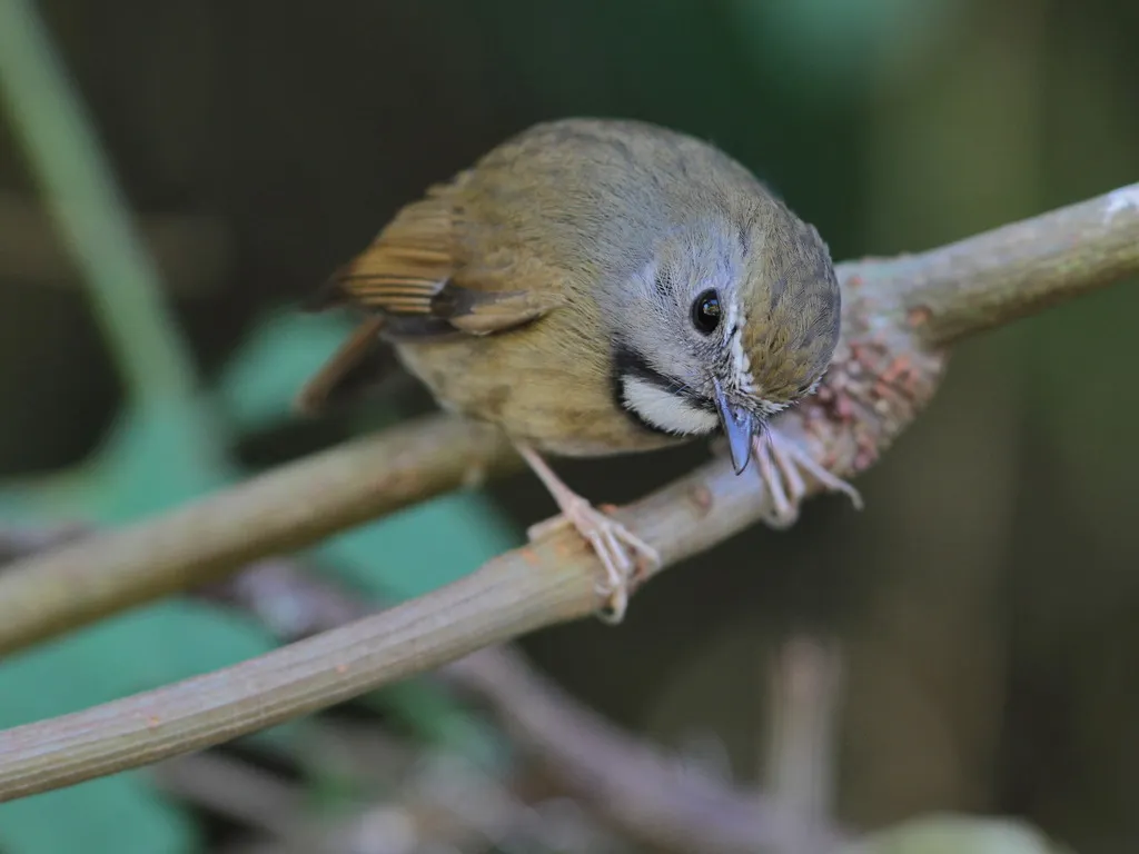 白喉姬鹟(Anthipes monileger)