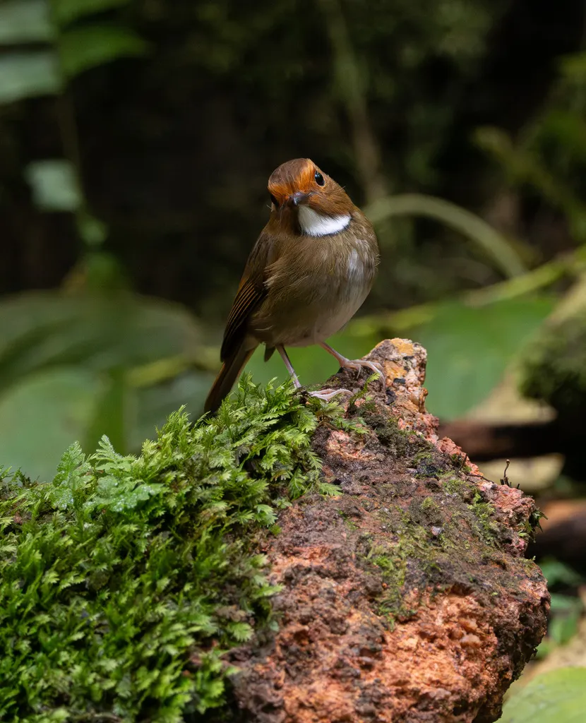棕眉姬鹟(Anthipes solitaris)