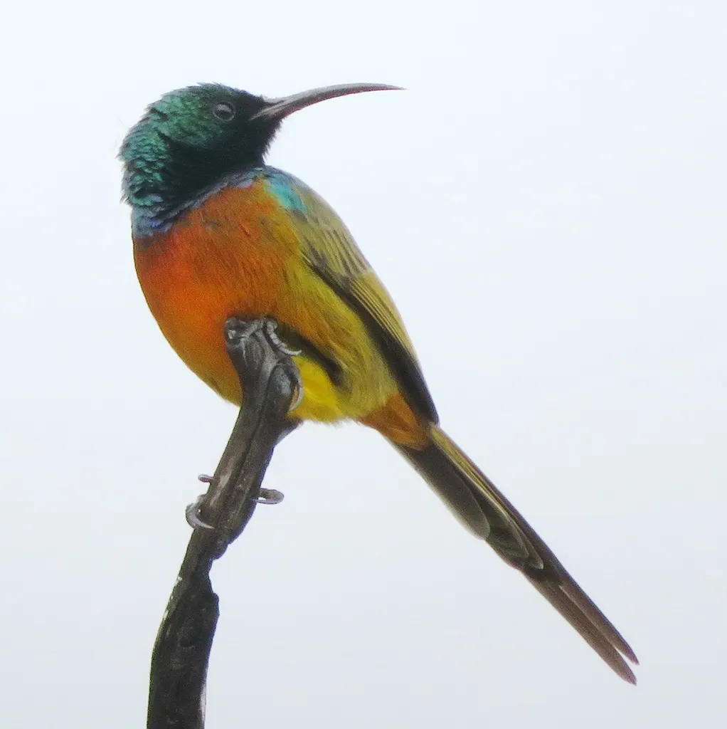 橙胸花蜜鸟(Anthobaphes violacea)