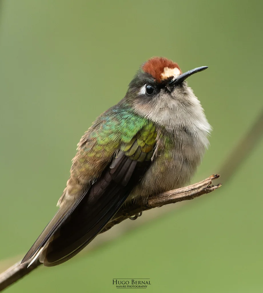 托利马花顶蜂鸟(Anthocephala berlepschi)