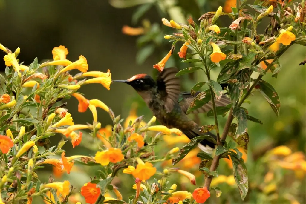 托利马花顶蜂鸟(Anthocephala berlepschi)
