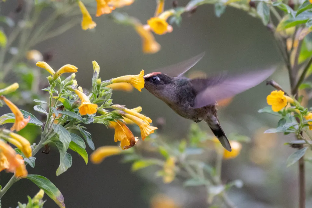 托利马花顶蜂鸟(Anthocephala berlepschi)