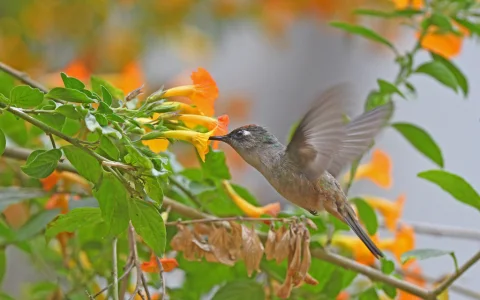 花顶蜂鸟