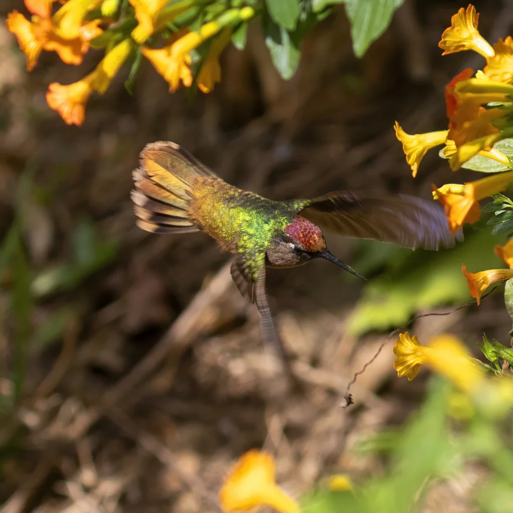 花顶蜂鸟(Anthocephala floriceps)