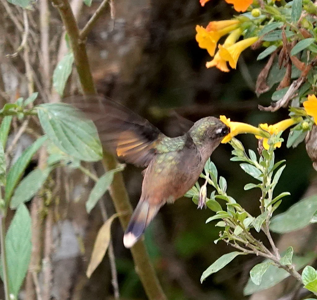 花顶蜂鸟(Anthocephala floriceps)